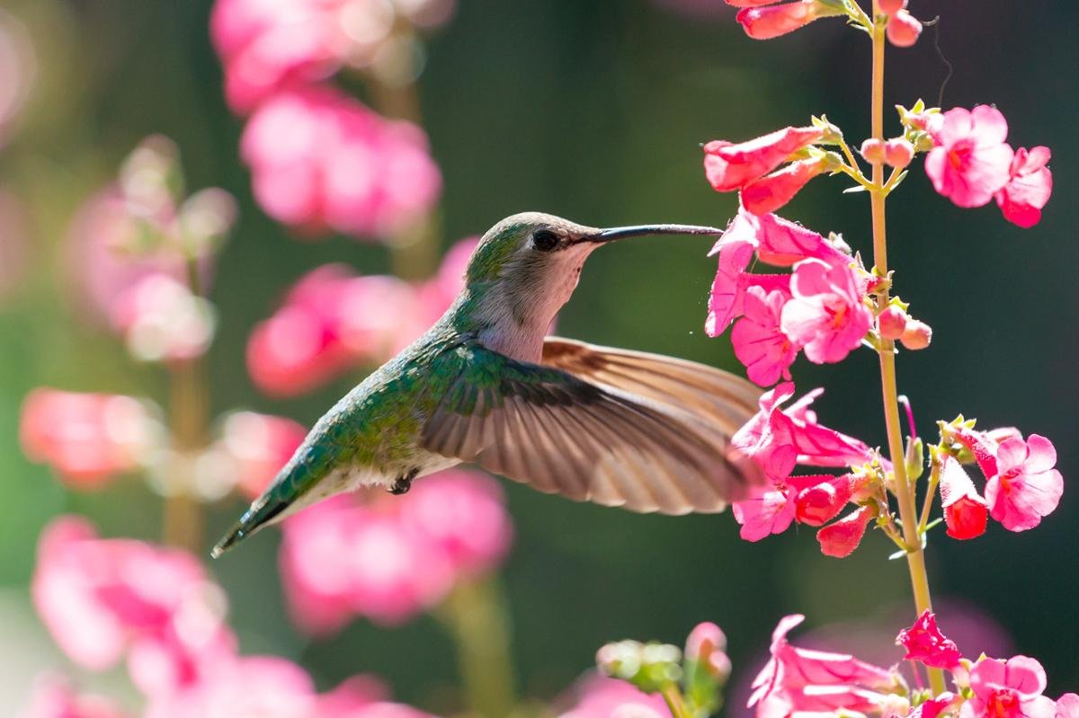 Humming bird