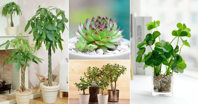 Lucky Plants For Bring Prosperity And Luck