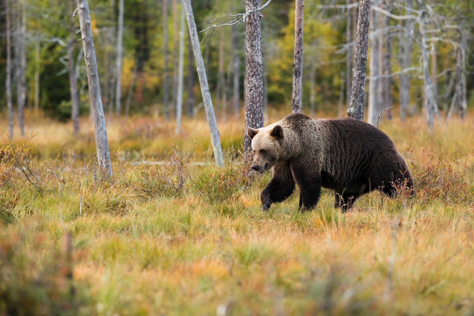 Safety Tips for Unexpected Wildlife Encounters