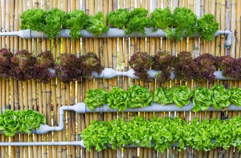 Perfect Hydroponic Garden